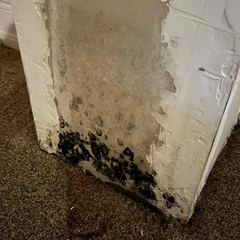 Professional Mold Removal in Timpson, TX